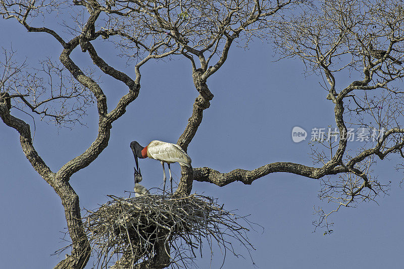 Jabiru, Jabiru菌属，是一种发现于美洲的大型彩色鹳。发现于巴西潘塔纳尔湿地。窝小鸡。